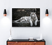 Obraz Eye of the tiger zs1219